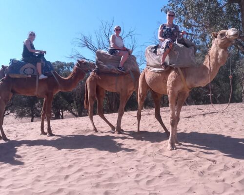 Camel Ride With Tea & BBQ Dinner