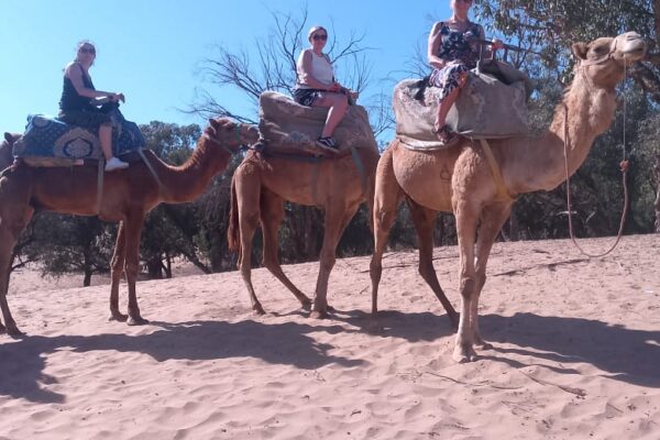 Camel Ride With Tea & BBQ Dinner