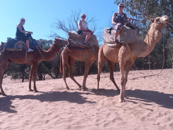 Camel Ride With Tea & BBQ Dinner