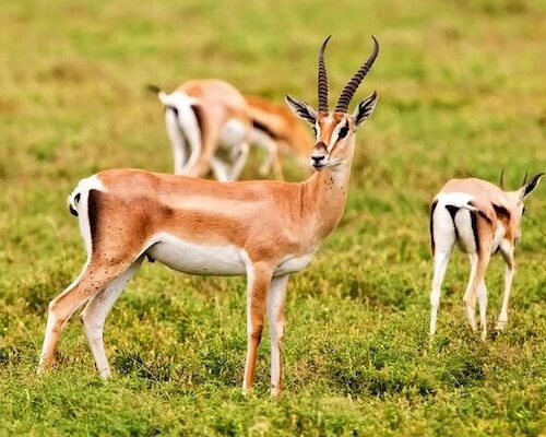 Souss-Massa National Park Wildlife Safari