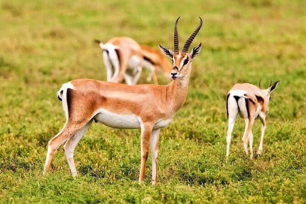Souss-Massa National Park Wildlife Safari